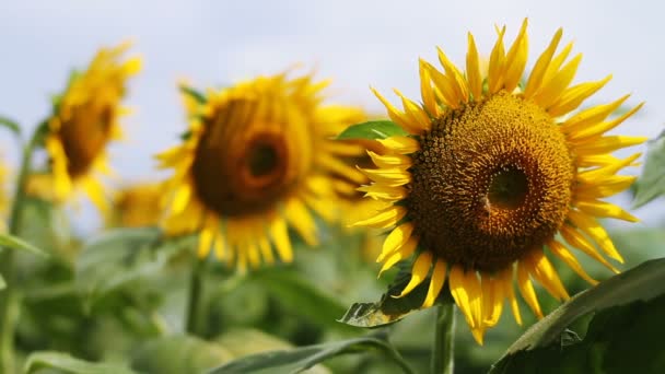 Tournesol dans le parc. / C'est un endroit nature à Tokyo. appareil photo : Canon EOS 7D 