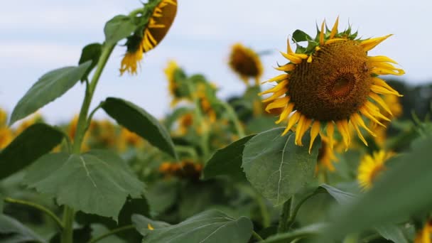 Sunflower Park Its Nature Location Tokyo Camera Canon Eos — Stock Video