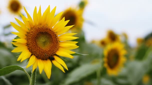 Girasole Nel Parco Una Posizione Naturale Tokyo Macchina Fotografica Canon — Video Stock