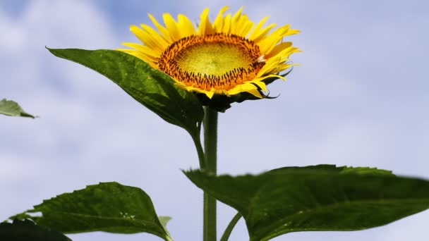 Zonnebloem Het Park Zijn Een Natuur Locatie Tokio Camera Canon — Stockvideo