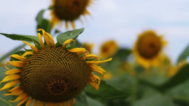 Sunflower Park Its Nature Location Tokyo Camera Canon Eos — Stock Video