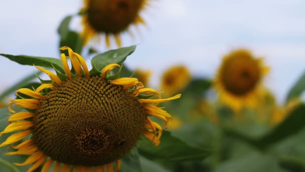 Tournesol Dans Parc Est Endroit Nature Tokyo Appareil Photo Canon — Video