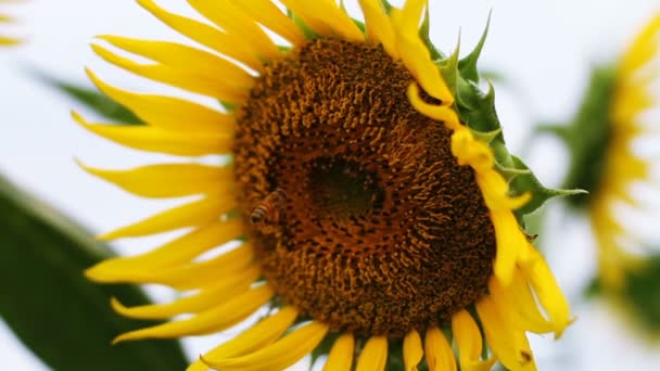 Girasol Parque Lugar Natural Tokio Cámara Canon Eos — Vídeos de Stock