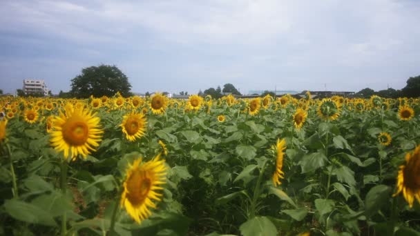 Girasol Parque Lugar Natural Tokio Cámara Canon Eos — Vídeos de Stock