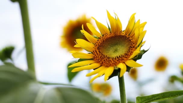 Sunflower Park Its Nature Location Tokyo Camera Canon Eos — Stock Video