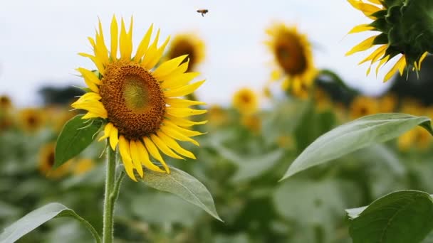 Girasole Nel Parco Una Posizione Naturale Tokyo Macchina Fotografica Canon — Video Stock