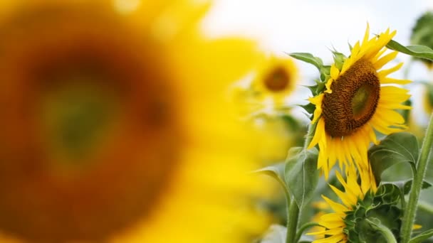 Tournesol dans le parc. / C'est un endroit nature à Tokyo. appareil photo : Canon EOS 7D 