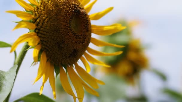 Sunflower Park Its Nature Location Tokyo Camera Canon Eos — Stock Video