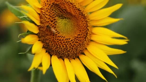 Tournesol dans le parc. / C'est un endroit nature à Tokyo. appareil photo : Canon EOS 7D 