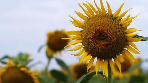 Sunflower Park Its Nature Location Tokyo Camera Canon Eos — Stock Video