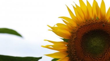 Ayçiçeği parkta. / Onun Tokyo doğa konum. fotoğraf makinesi: Canon Eos 7d