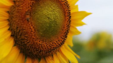 Ayçiçeği parkta. / Onun Tokyo doğa konum. fotoğraf makinesi: Canon Eos 7d