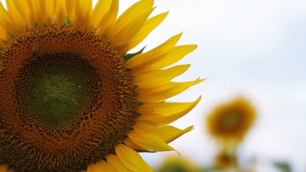 Tournesol Dans Parc Est Endroit Nature Tokyo Appareil Photo Canon — Video