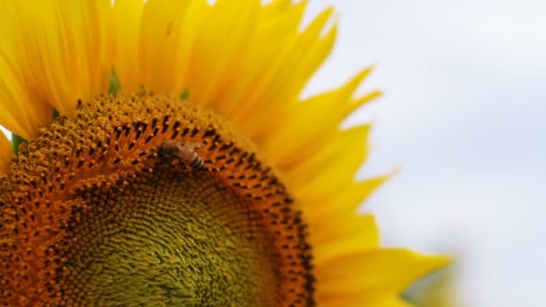 Girasole Nel Parco Una Posizione Naturale Tokyo Macchina Fotografica Canon — Video Stock