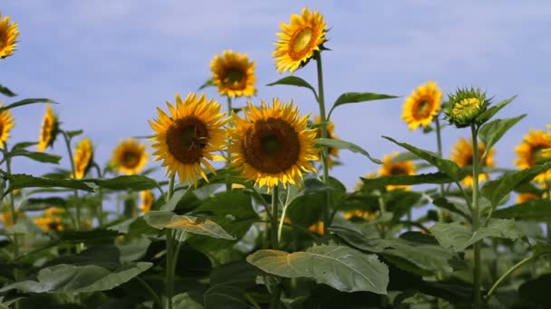 Tournesol dans le parc. / C'est un endroit nature à Tokyo. appareil photo : Canon EOS 7D 