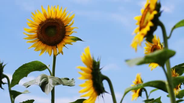 Girasol Parque Lugar Natural Tokio Cámara Canon Eos — Vídeo de stock