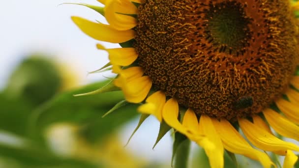 Girasol Parque Lugar Natural Tokio Cámara Canon Eos — Vídeo de stock