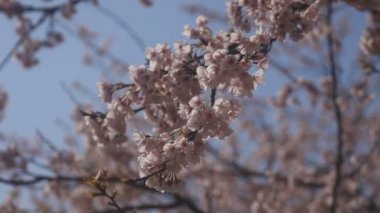 Tokyo parkta kiraz çiçeği / onun Tokyo'da bir kiraz çiçeği. fotoğraf makinesi: Canon Eos 5d