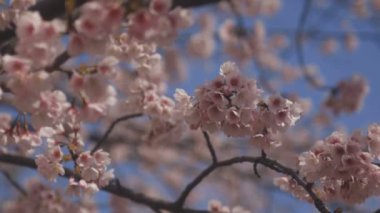 Tokyo parkta kiraz çiçeği / onun Tokyo'da bir kiraz çiçeği. fotoğraf makinesi: Canon Eos 5d