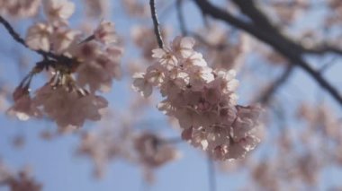 Tokyo parkta kiraz çiçeği / onun Tokyo'da bir kiraz çiçeği. fotoğraf makinesi: Canon Eos 5d