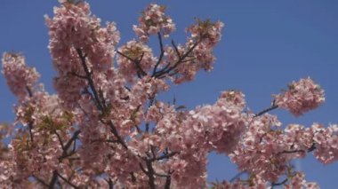 Tokyo parkta kiraz çiçeği / onun Tokyo'da bir kiraz çiçeği. fotoğraf makinesi: Canon Eos 5d