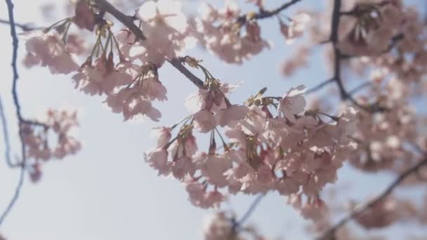 Fiori Ciliegio Nel Parco Tokyo Fiore Ciliegio Tokyo Macchina Fotografica — Video Stock