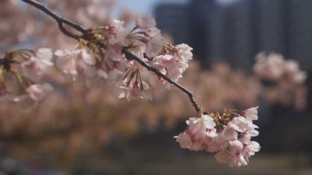 Цветение Сакуры Парке Токио Цветение Сакуры Токио Камера Canon Eos — стоковое видео