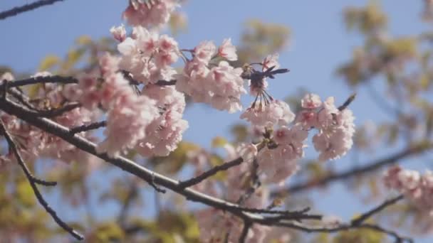 Körsbärsblom Parken Tokyo Dess Körsbärsblommor Tokyo Kamera Canon Eos — Stockvideo