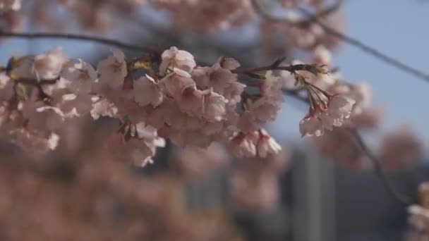 Ανθισμένες Κερασιές Στο Πάρκο Στο Τόκιο Ένα Κεράσι Ανθίσει Στο — Αρχείο Βίντεο