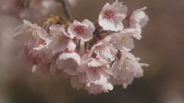 Tokyo Parkta Kiraz Çiçeği Onun Tokyo Bir Kiraz Çiçeği Fotoğraf — Stok video