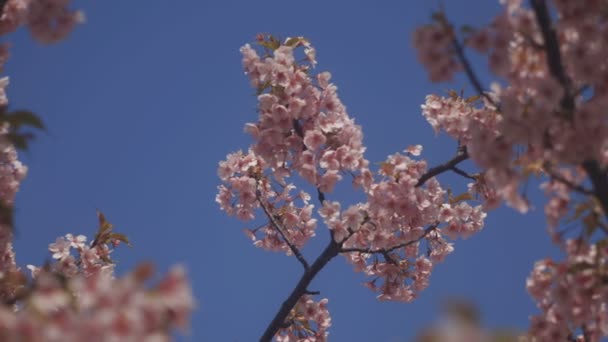 Fiori Ciliegio Nel Parco Tokyo Fiore Ciliegio Tokyo Macchina Fotografica — Video Stock