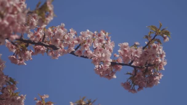 Flor Cerezo Parque Tokio Una Flor Cerezo Tokio Cámara Canon — Vídeo de stock