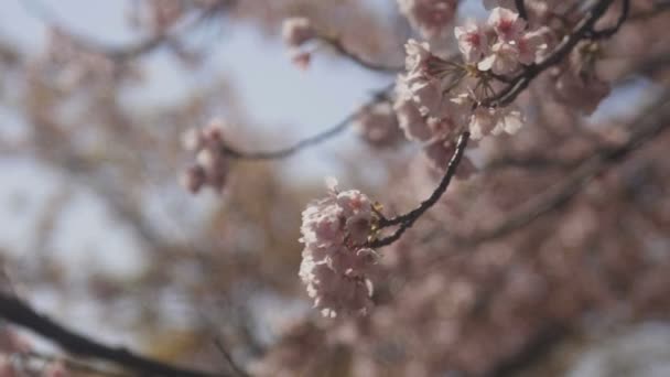 Flor Cerezo Parque Tokio Una Flor Cerezo Tokio Cámara Canon — Vídeo de stock