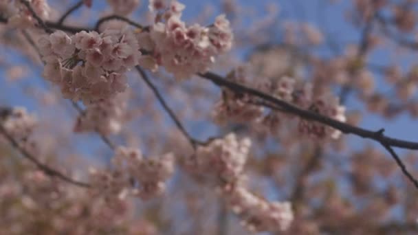 Třešňový Květ Parku Tokiu Jeho Třešňový Květ Tokiu Fotoaparát Canon — Stock video