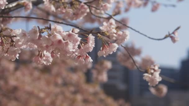 Fiori Ciliegio Nel Parco Tokyo Fiore Ciliegio Tokyo Macchina Fotografica — Video Stock