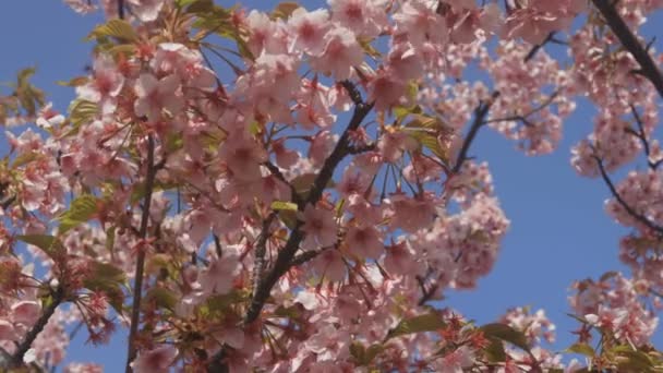 Třešňový Květ Parku Tokiu Jeho Třešňový Květ Tokiu Fotoaparát Canon — Stock video