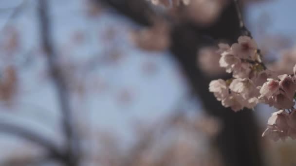 Körsbärsblom Parken Tokyo Dess Körsbärsblommor Tokyo Kamera Canon Eos — Stockvideo