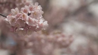 Tokyo parkta kiraz çiçeği / onun Tokyo'da bir kiraz çiçeği. fotoğraf makinesi: Canon Eos 5d