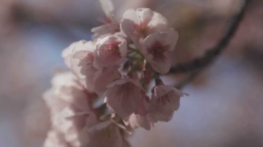 Tokyo parkta kiraz çiçeği / onun Tokyo'da bir kiraz çiçeği. fotoğraf makinesi: Canon Eos 5d