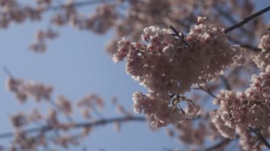 Tokyo parkta kiraz çiçeği / onun Tokyo'da bir kiraz çiçeği. fotoğraf makinesi: Canon Eos 5d