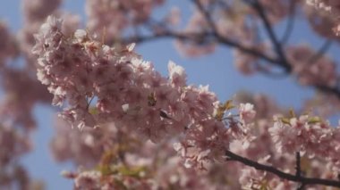 Tokyo parkta kiraz çiçeği / onun Tokyo'da bir kiraz çiçeği. fotoğraf makinesi: Canon Eos 5d