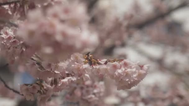 Flor Cerezo Parque Tokio Una Flor Cerezo Tokio Cámara Canon — Vídeo de stock