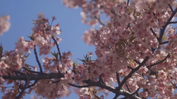 Kwiat Wiśni Parku Tokio Jego Kwitnącej Wiśni Tokio Kamery Canon — Wideo stockowe