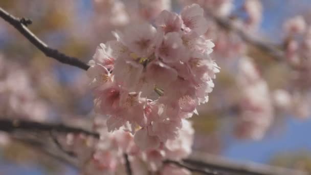 Tokiói Parkban Cseresznyevirág Cseresznyevirág Tokióban Fényképezőgép Canon Eos — Stock videók
