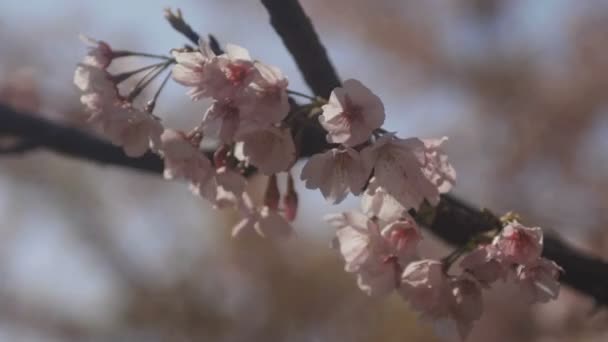 Flor Cerezo Parque Tokio Una Flor Cerezo Tokio Cámara Canon — Vídeo de stock