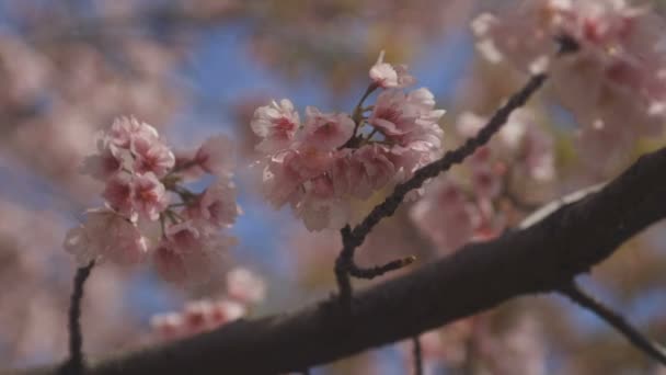 Körsbärsblom Parken Tokyo Dess Körsbärsblommor Tokyo Kamera Canon Eos — Stockvideo