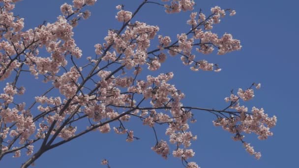 Fleur Cerisier Dans Parc Tokyo Est Une Fleur Cerisier Tokyo — Video