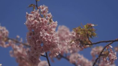 Tokyo parkta kiraz çiçeği / onun Tokyo'da bir kiraz çiçeği. fotoğraf makinesi: Canon Eos 5d