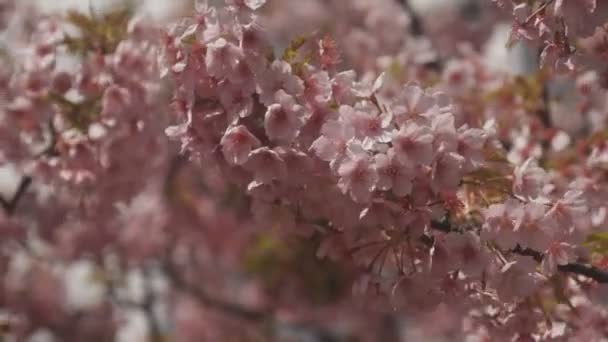 Вишні Парку Токіо Його Вишні Токіо Камери Canon Eos — стокове відео