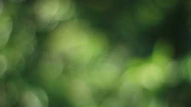 Shinagawa tapınak Tokyo, ormanın Böke